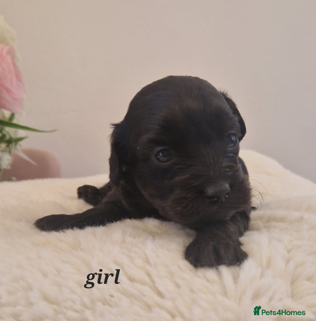 Doxiepoo dogs for sale: Daxipoo  - Image 19