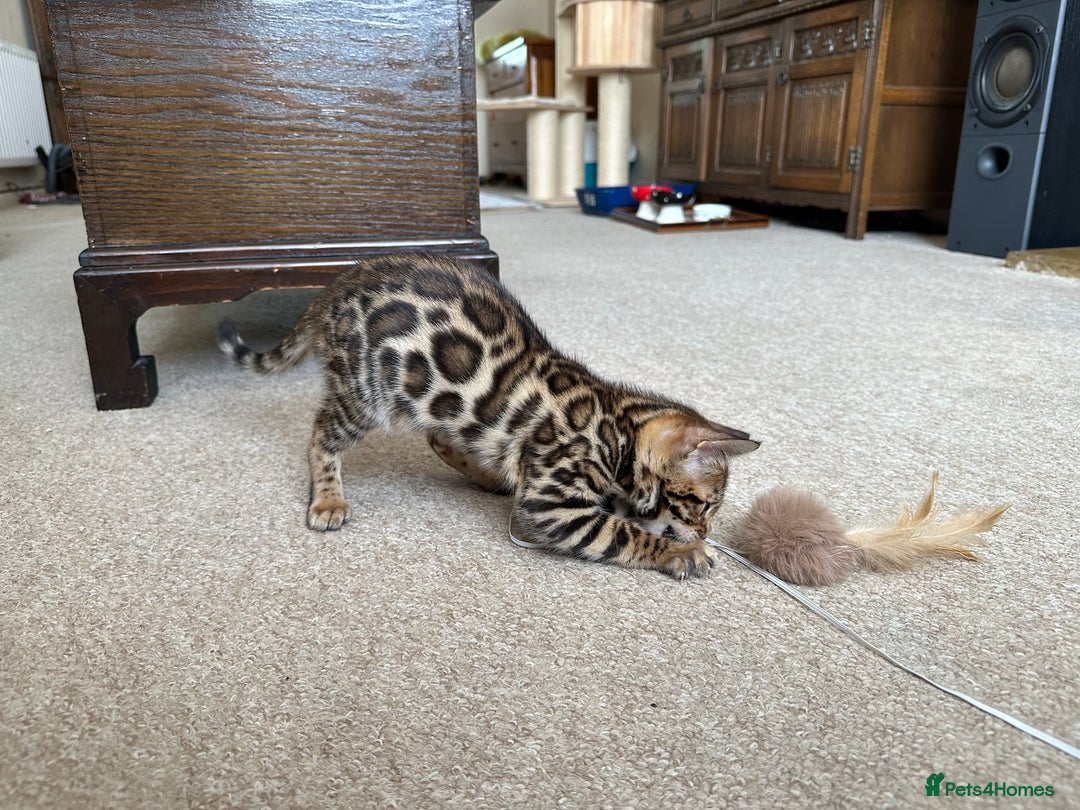 Bengal cats for sale: TICA registered bengal kittens!🐱 - Image 35