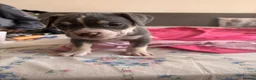 American Bully dogs for sale: Stunning American bully puppies for sale  - Advert 29