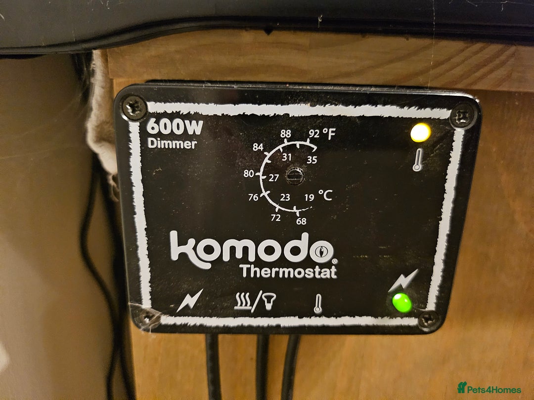 Corn Snake reptiles for sale: Corn Snake and Full Setup  - Advert 6