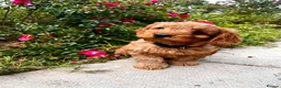 Cockapoo dogs for sale: Toy Cockapoo Puppies (Health Tested) F1 - Advert 7