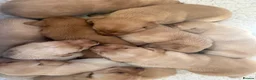 Labrador Retriever dogs for sale: Labrador Puppies for sale - Advert 9