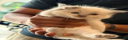 Ragdoll cats for sale: Stunning Purebred Ragdoll Kittens - Advert 8