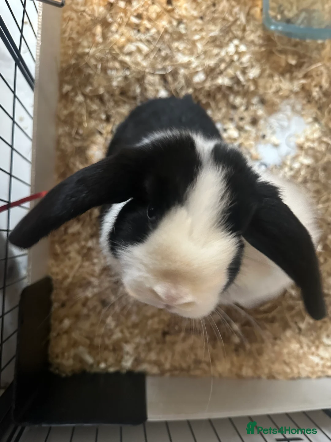 Mini Lop rabbits for sale: Mini loop boy  - Advert 1