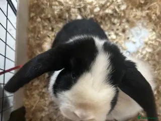 Mini Lop rabbits Mini loop boy - Advert 17