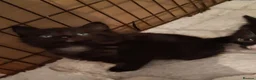 Mixed Breed cats for adoption: 3 Lovely rescue kittens in Potters Bar - Advert 5