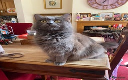 Mixed Breed cats for sale: Beautiful kittens  - Image 2
