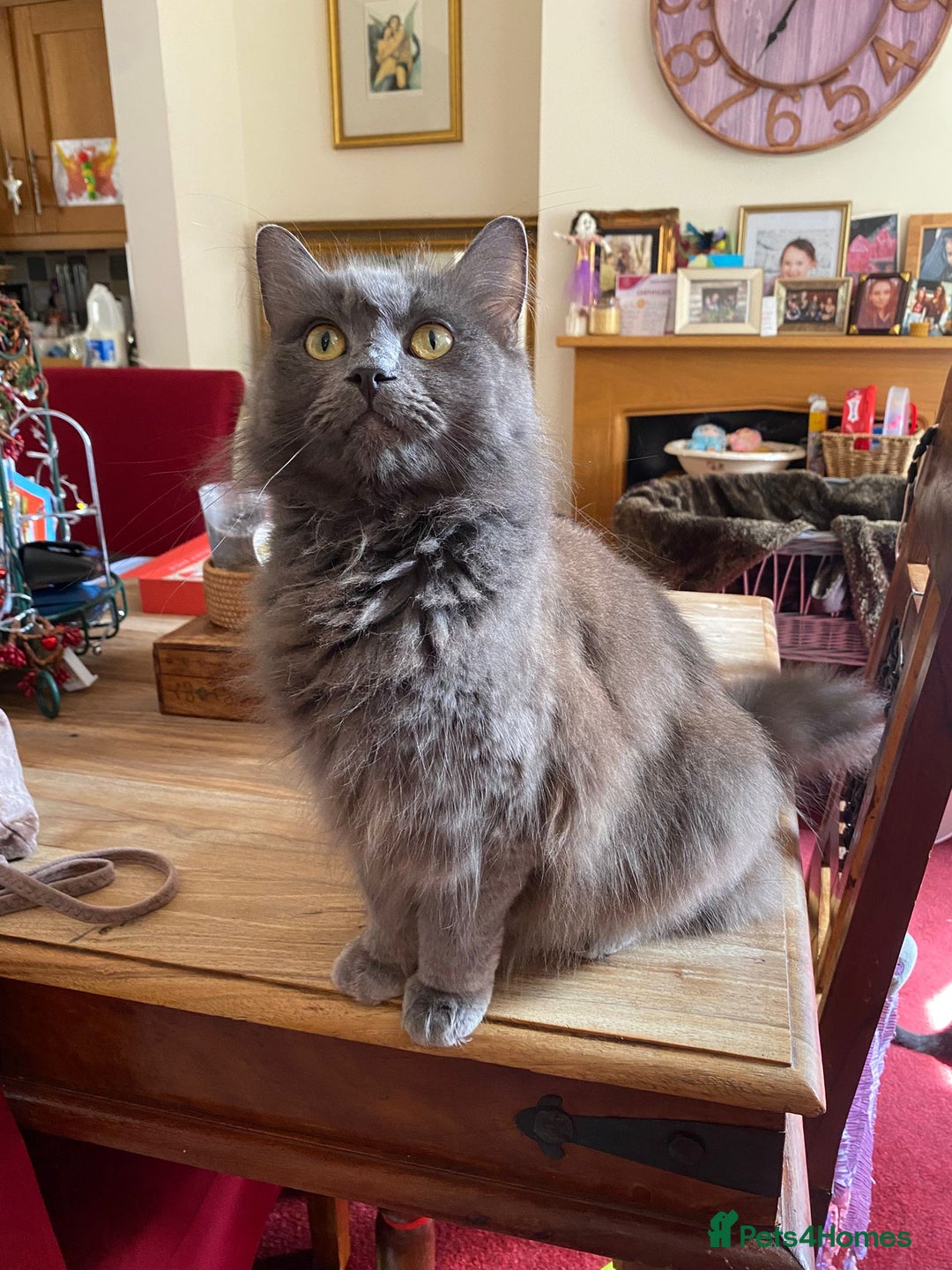 Mixed Breed cats for sale: Beautiful kittens  - Image 2