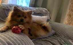 Pomeranian dogs for sale: Gorgeous boy pom - Image 1