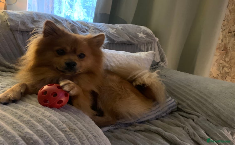 Pomeranian dogs for sale - Advert 1