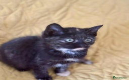 British Shorthair cats for sale: Pure British Shorthair Girls Ready Now! - Image 24