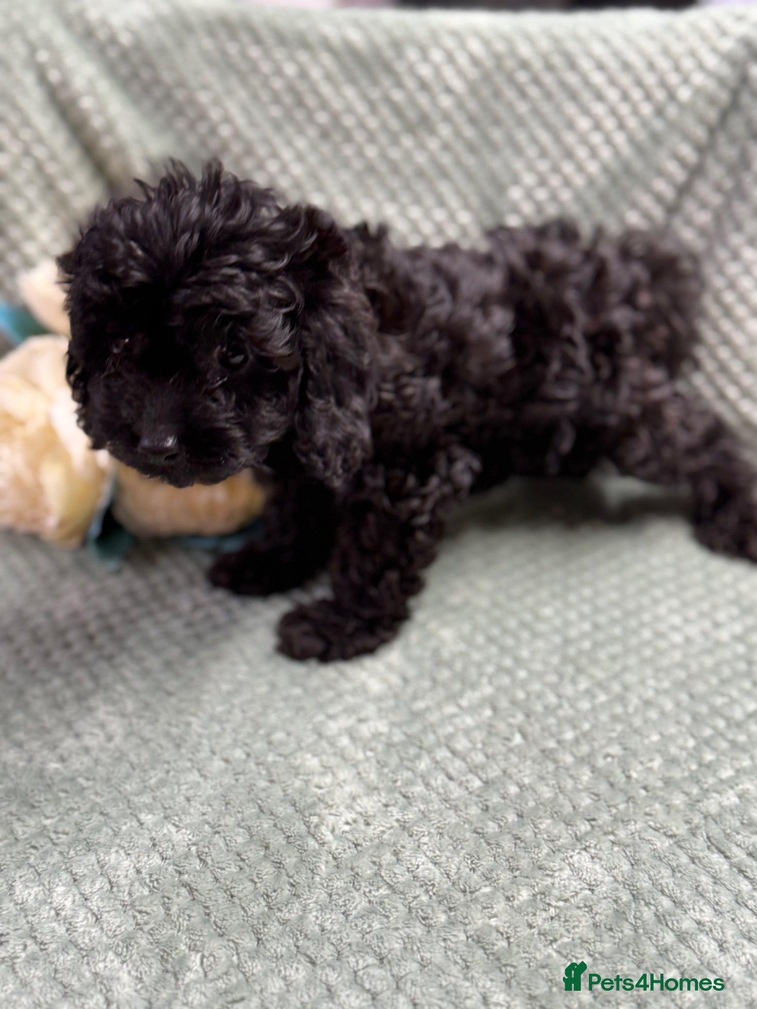 Cavapoo dogs Beautiful Cavapoo puppies - Advert 1