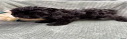 Cavapoo dogs for sale: Beautiful Cavapoo puppies - Advert 6