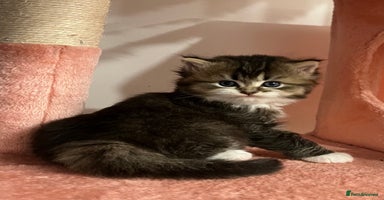 British Longhair cats - Advert 6