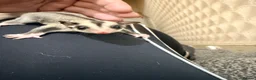 Sugar Glider rodents for sale:  Mosaic Male sugar glider  in Wolverhampton - Advert 3