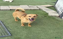 Mixed Breed dogs for adoption: Cute Jerry Needs Love  - Image 8
