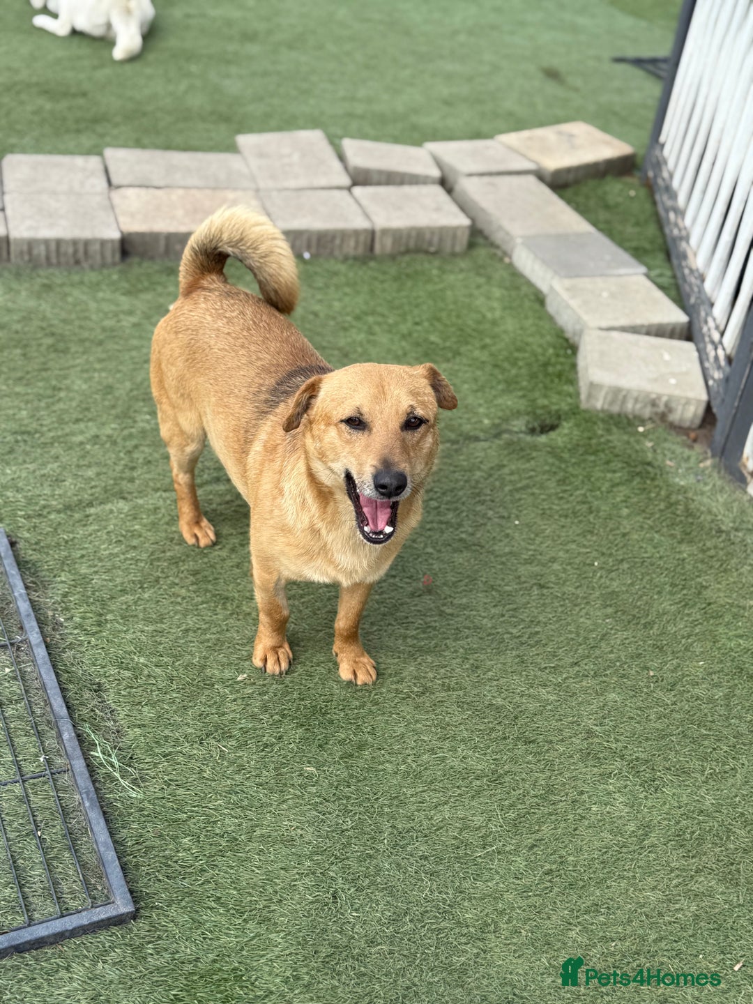 Mixed Breed dogs for adoption: Cute Jerry Needs Love  - Image 8
