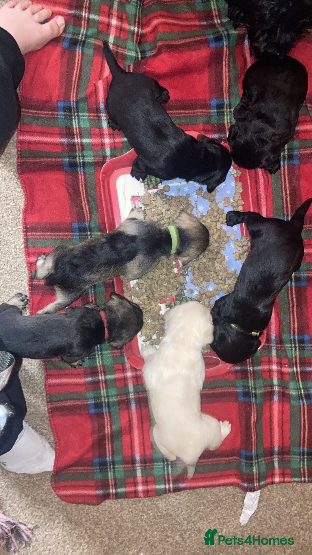 Schnoodle dogs for sale: Perfect schnoodles - Advert 11