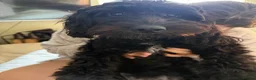 Cockapoo dogs for sale: Lola  - Advert 3