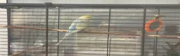 Budgerigars birds for sale: 4 budgirigards free to good home - Advert 6