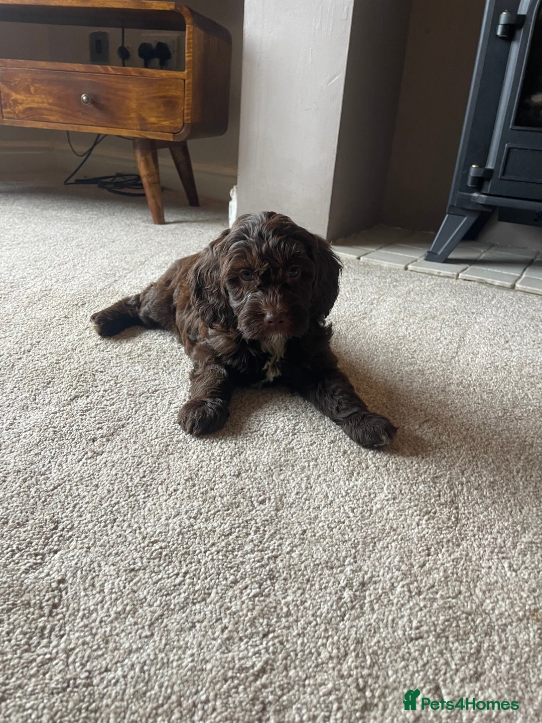 Mixed Breed dogs for sale: Australian Goldendoodles stunning BOYS ONLY   - Image 10