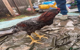 Chickens poultry for sale: Aseel chickens  - Image 8