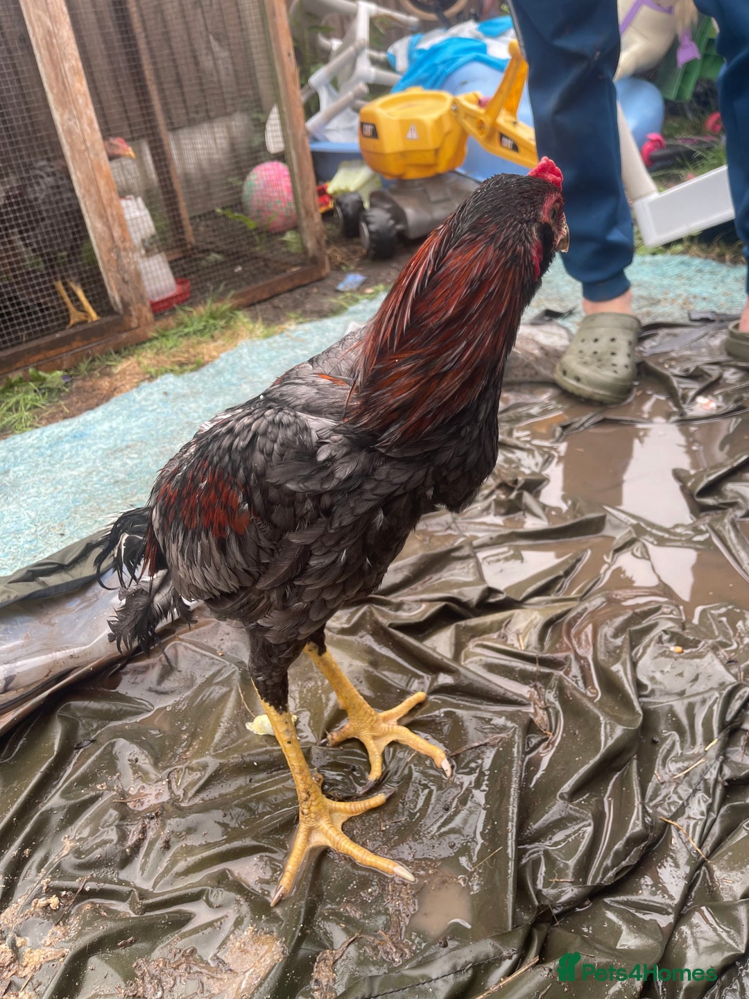 Chickens poultry for sale: Aseel chickens  - Image 8
