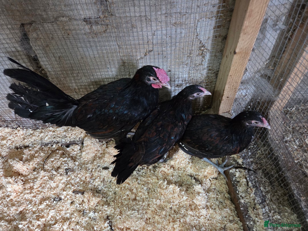 Chickens poultry for sale: Young trio of Derbyshire redcaps - Image 2