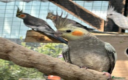 Parrots birds for sale: Cockatiels babies  in Pontefract - Image 3
