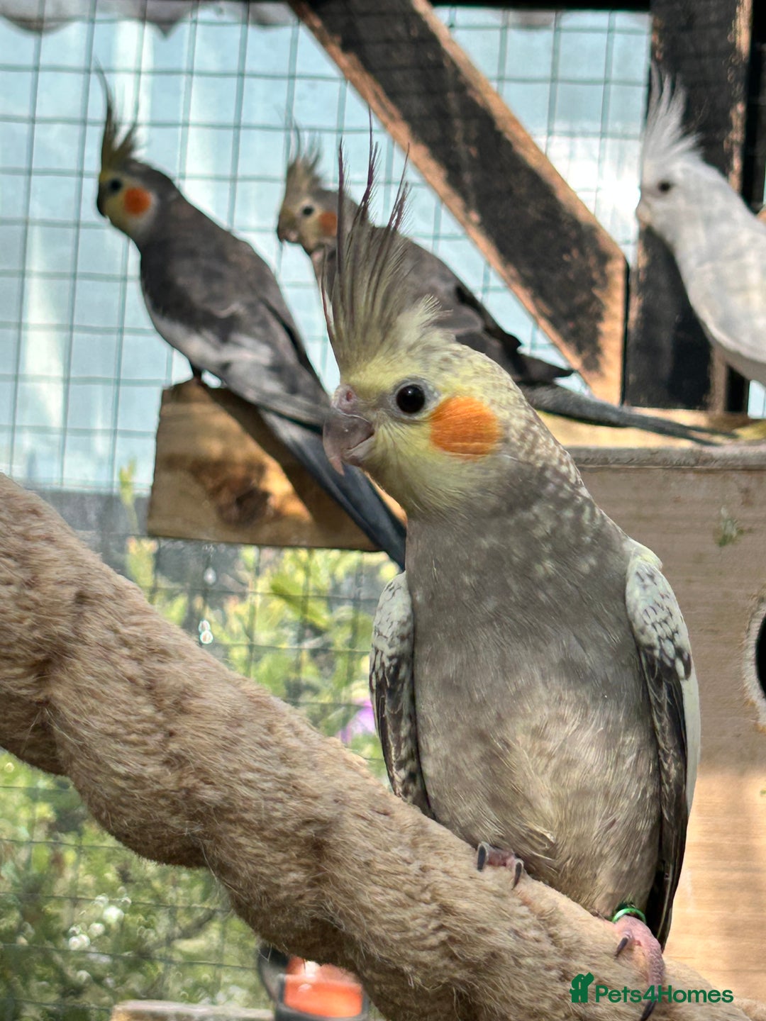 Parrots birds for sale: Cockatiels babies  in Pontefract - Image 3