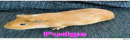 Guinea Pig rodents for sale: 4 beautiful female guinea pigs - Advert 1