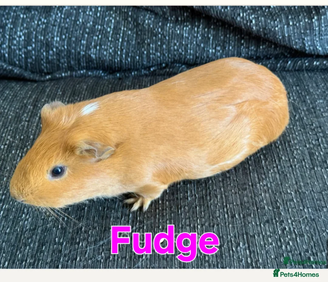 Guinea Pig rodents for sale: 4 beautiful female guinea pigs - Advert 1