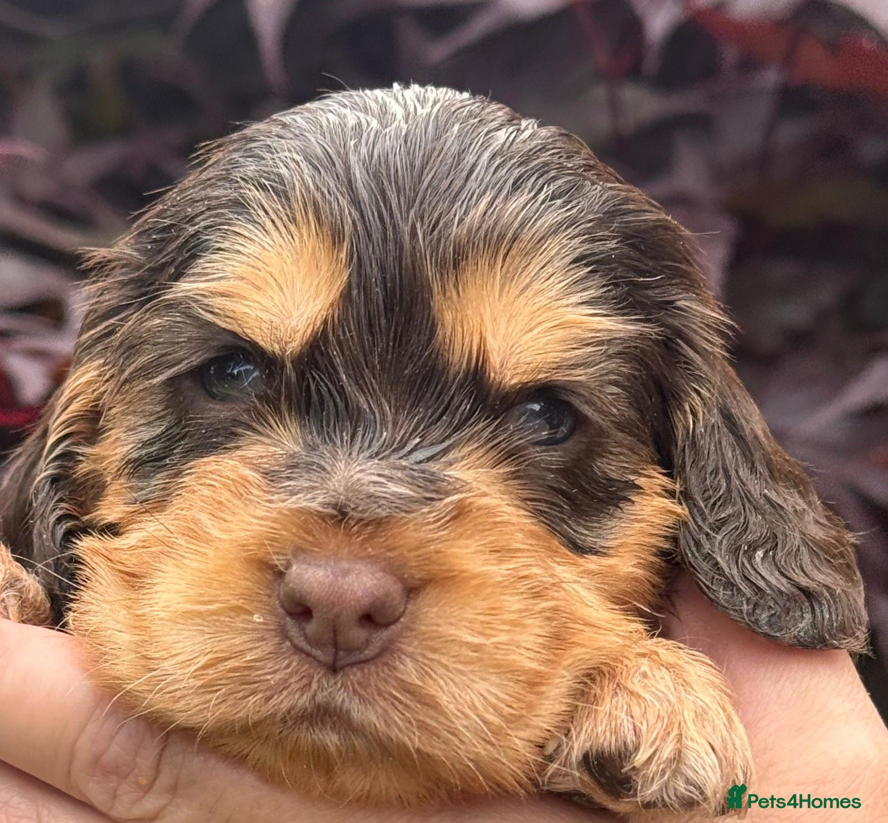 Cocker Spaniel dogs 💜💛🩷 OUTSTANDING KC SHOW COCKER SPANIELS 🌟 - Advert 2