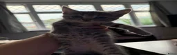 British Shorthair cats for sale: Beautiful kittens ready next week - Advert 8