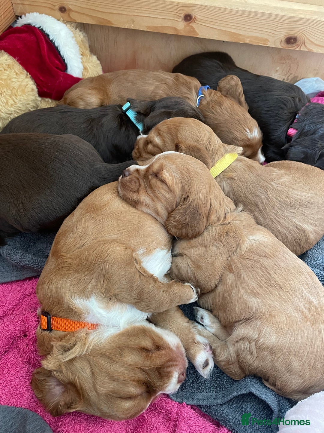 Cocker Spaniel dogs for sale: Working Cocker Spaniels  - Image 7