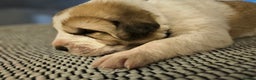 Central Asian Shepherd dogs for sale: Beautiful central Asian shepherd puppies - Advert 7
