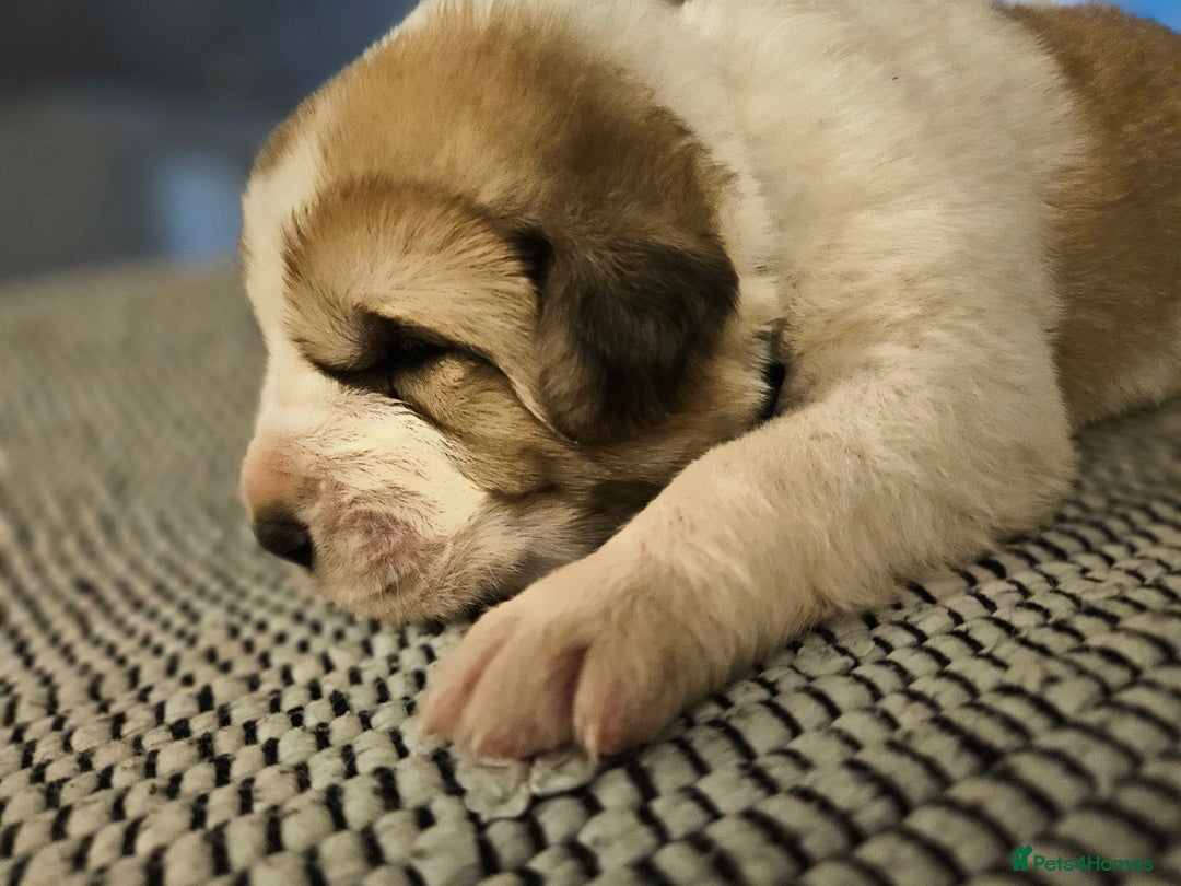 Central Asian Shepherd dogs for sale: Beautiful central Asian shepherd puppies - Advert 7