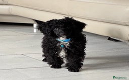 Miniature Poodle dogs for sale: Cavapoo poodle  - Image 8