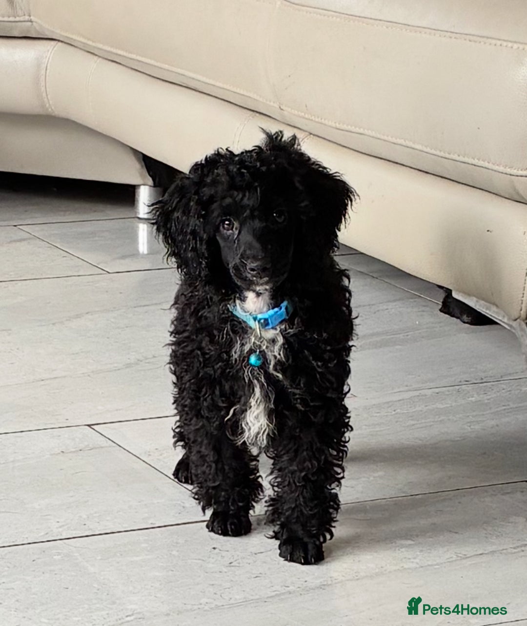 Miniature Poodle dogs for sale: Cavapoo poodle  - Image 8