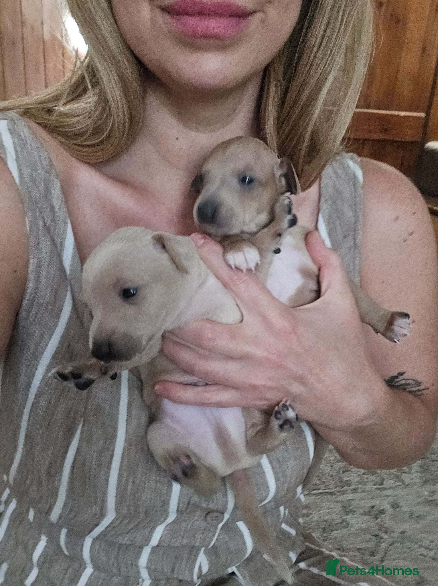 Italian Greyhound dogs 2 tiny KC registered Italian Greyhound boys - Advert 1