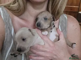 Italian Greyhound dogs 2 tiny KC registered Italian Greyhound boys - Advert 16