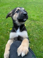 German Shepherd dogs - Advert 4