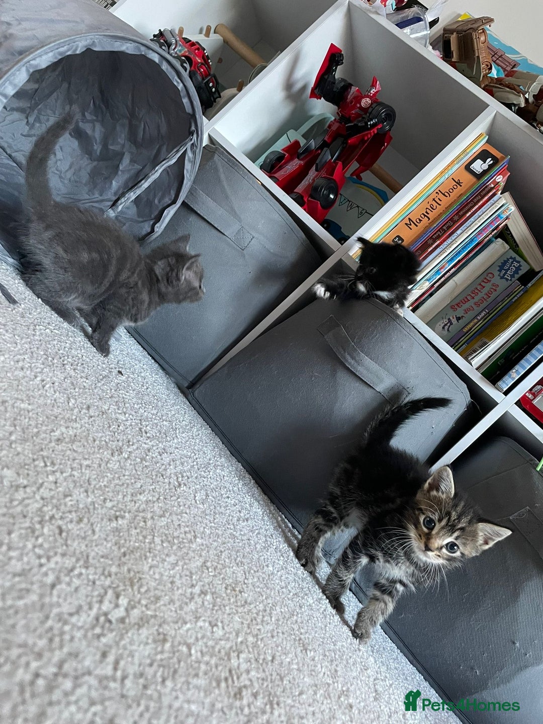 Maine Coon cats for sale: Main Coon Ragdoll Kitten - Image 4
