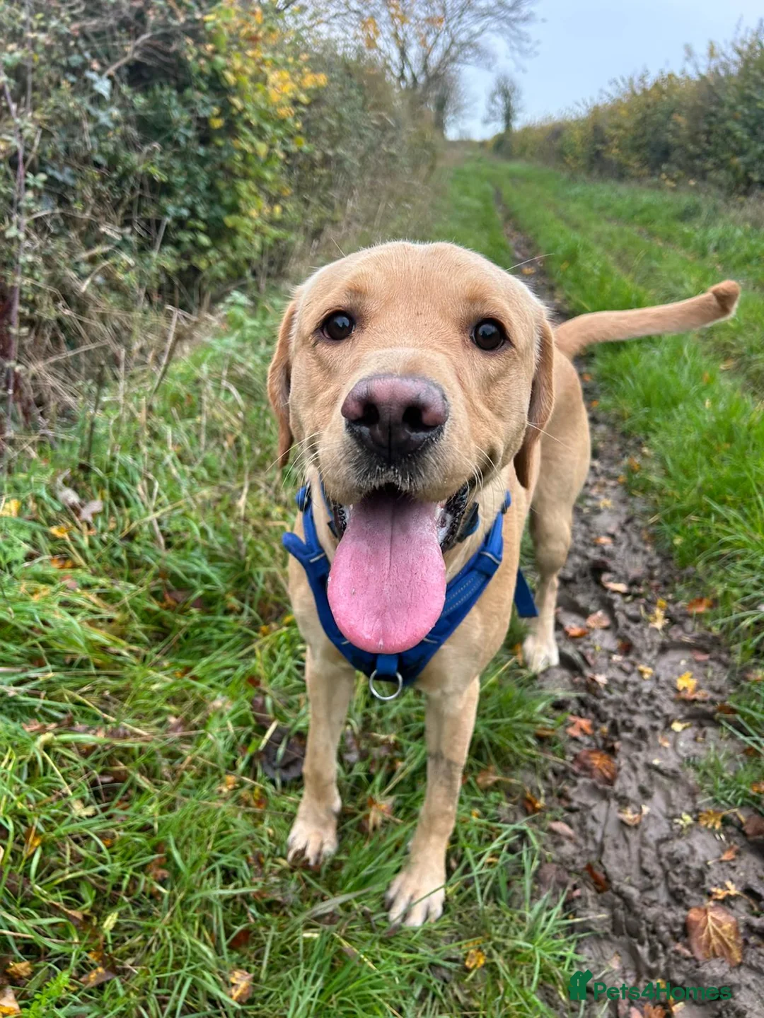 Labrador Retriever dogs for stud: Gorgeous KC Purebred Yellow Labrador For Stud - Advert 17