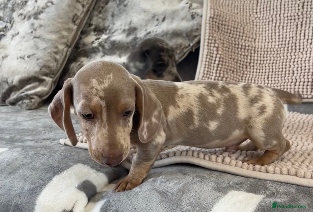 Dachshund dogs for sale: Datchund pups   - Image 4