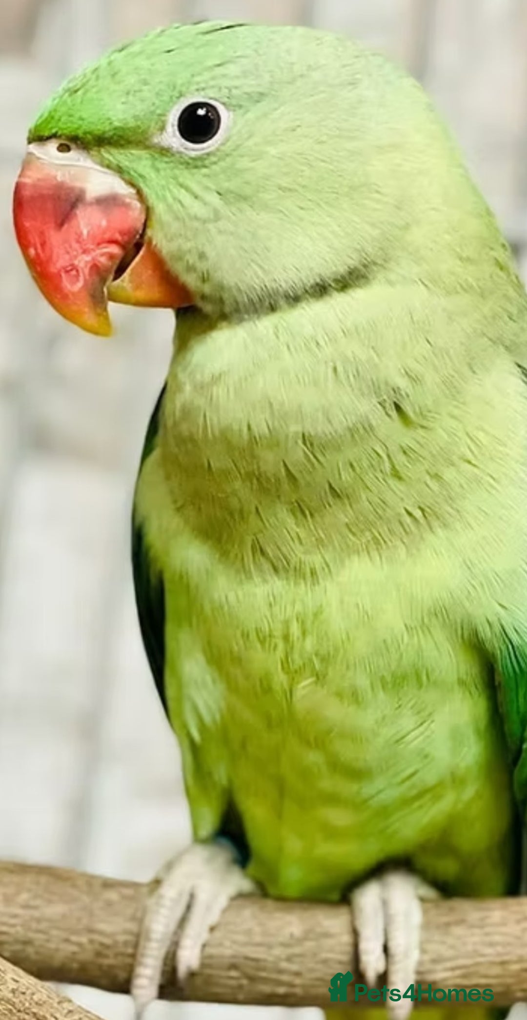 Parrots birds for sale: Baby alexandrine parrot - Image 4