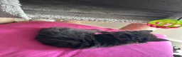 Russian Blue cats for sale: Gorgeous healthy loving kittens - Advert 9