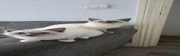 Ragdoll cats for sale: 4month old Ragdoll Kittens Two BOYS & TWO GIRLS in London - Advert 3