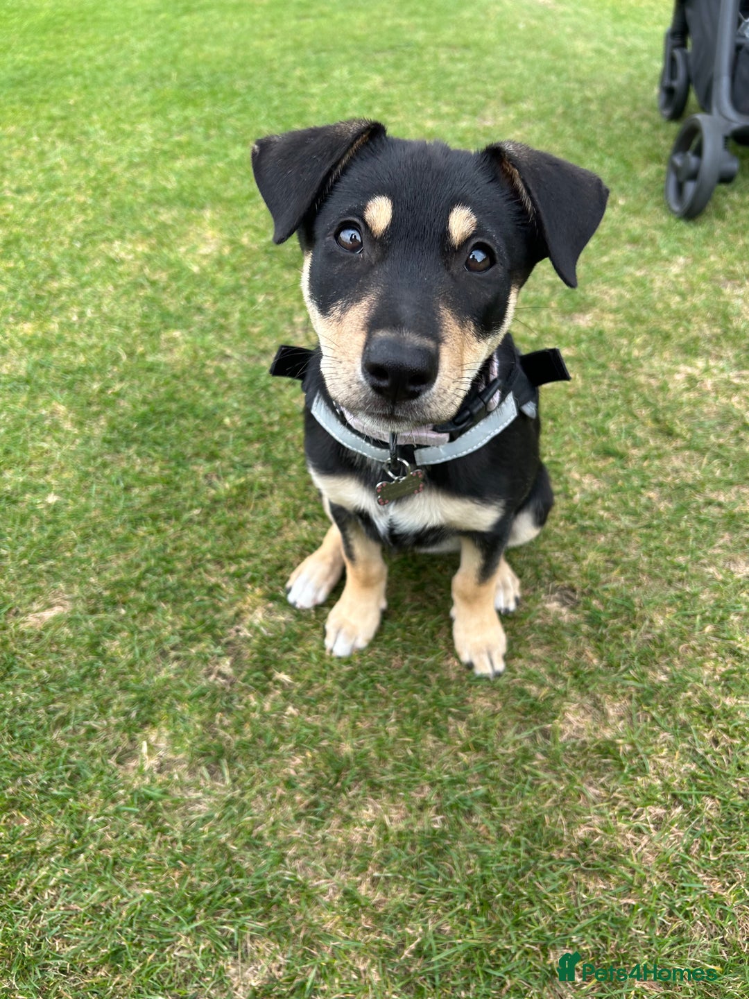 Mixed Breed dogs for sale: Our beautiful boy Koda💙 - Advert 30