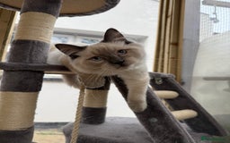 Ragdoll cats for sale: Beautiful friends ragdoll male and Bengal female  - Image 1
